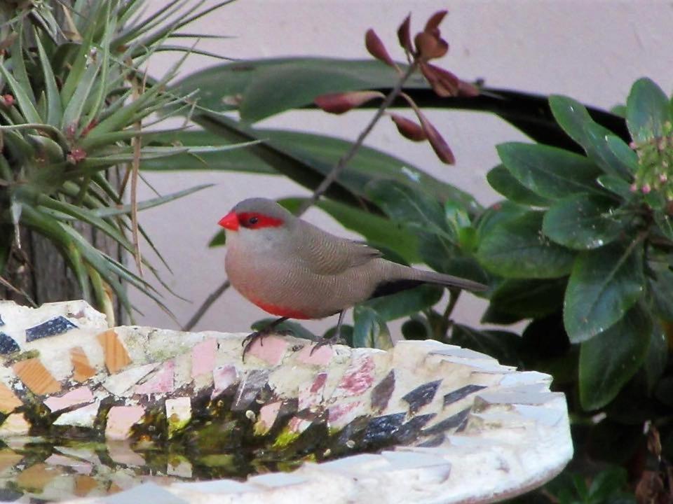 モンタギュー Squirrels Corner Bed & Breakfast エクステリア 写真